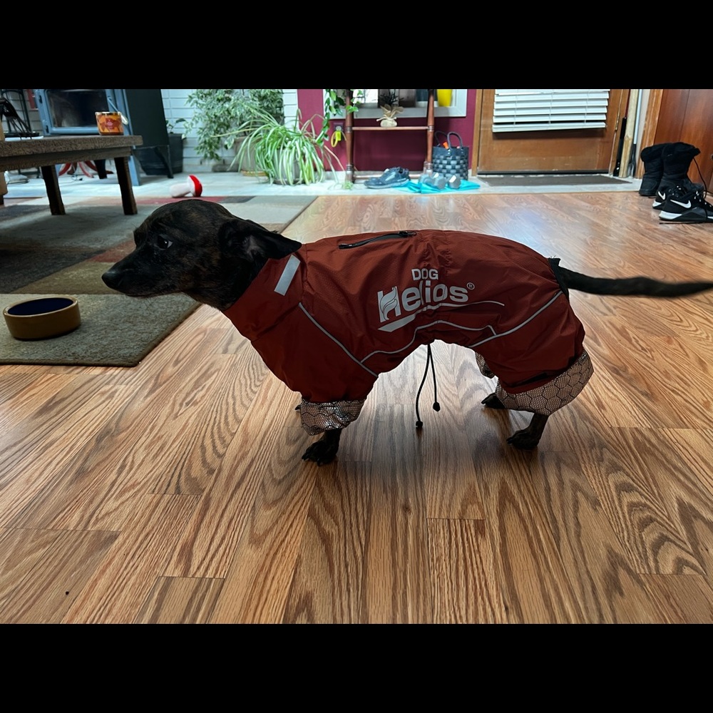 Helios burnt-orange snow/rain coat for little dogs!